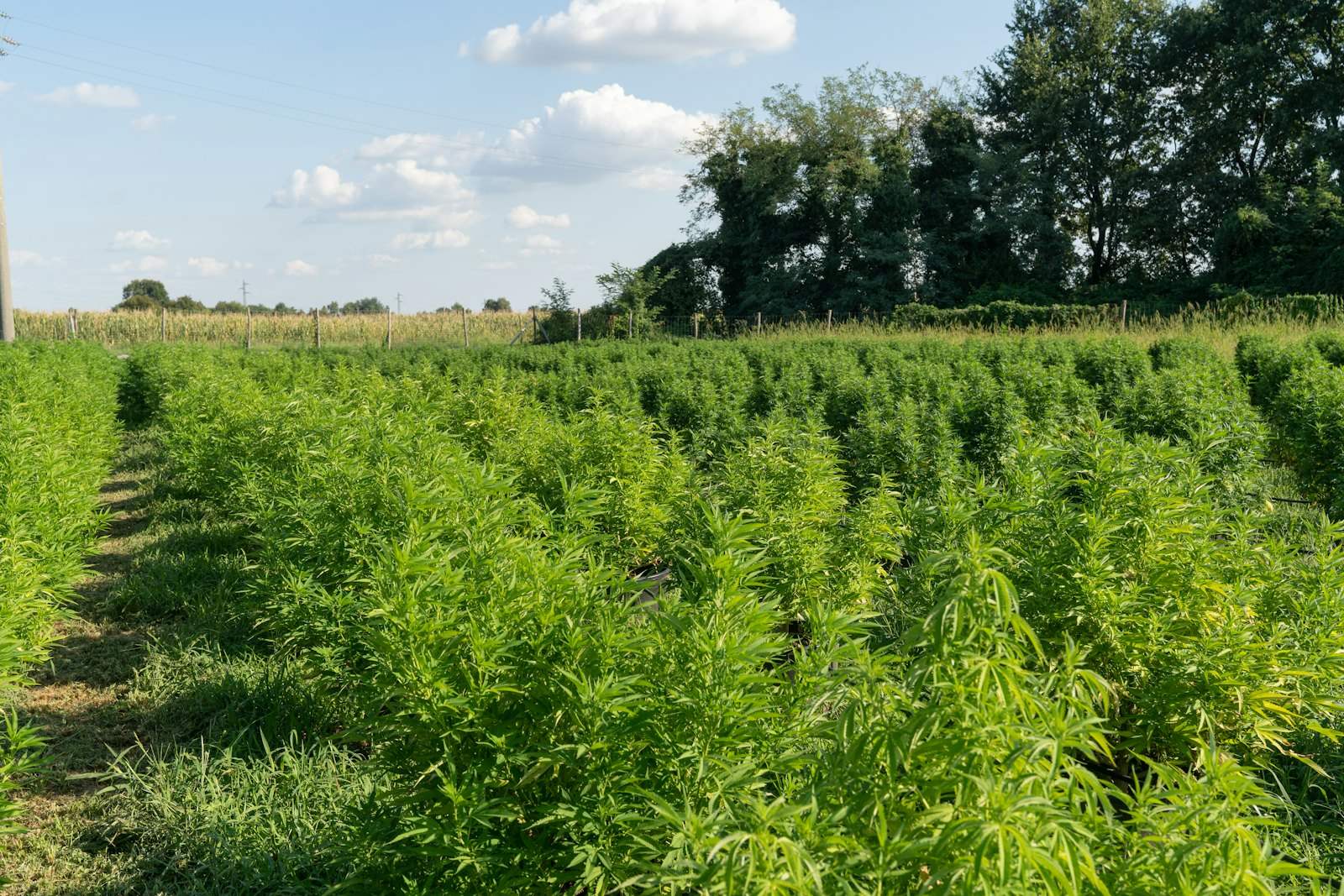 Field of hemp plants under a summer sky