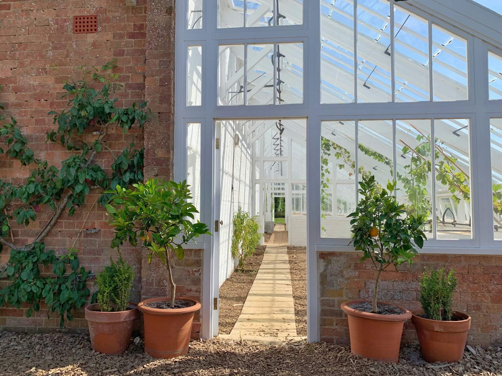 Glasshouse against a brick wall with potted citrus trees